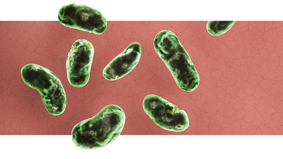 Emundo®-Therapie : 2. Farbstoff wird durch die Bakterien aufgenommen, nicht durch die menschliche Zelle – Kein Antibiotikum notwendig